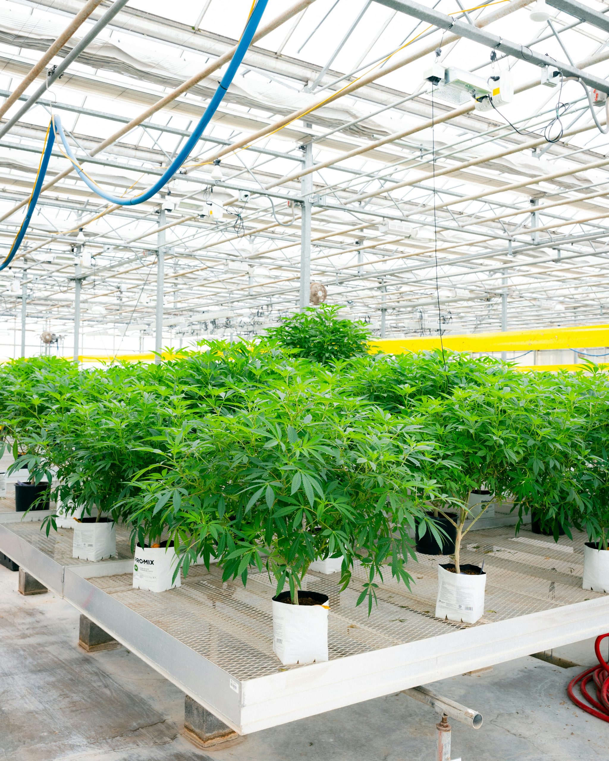 Planten groeien in een moderne kas