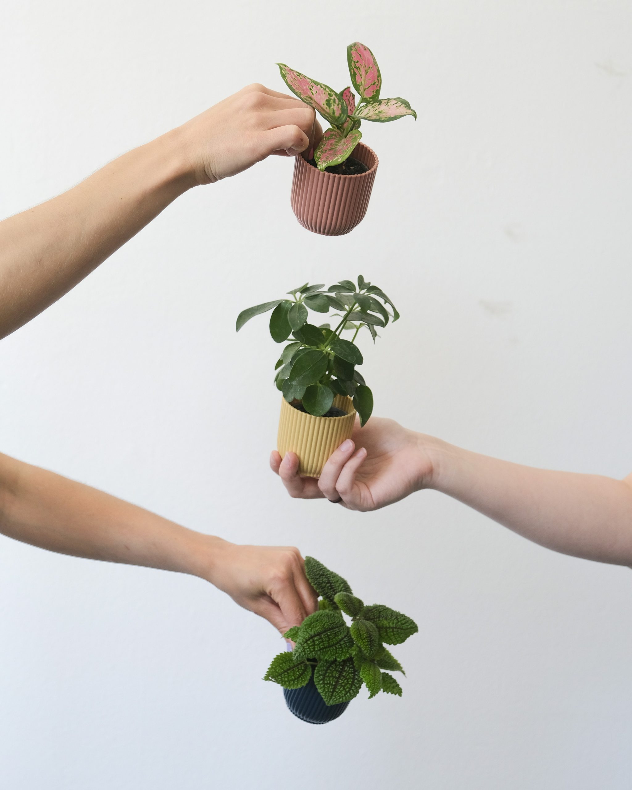 Hands caring for a young plant