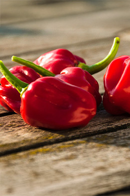 Spice it up met een aantal van Daniele’s habaneropepers