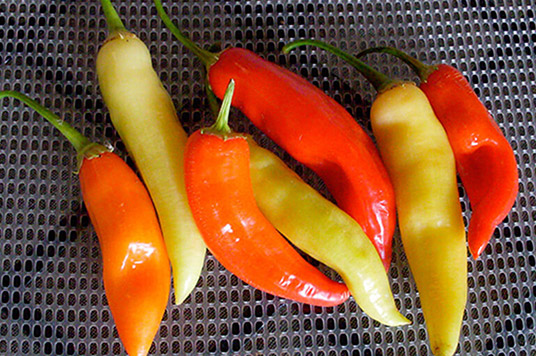 Habanero pepers