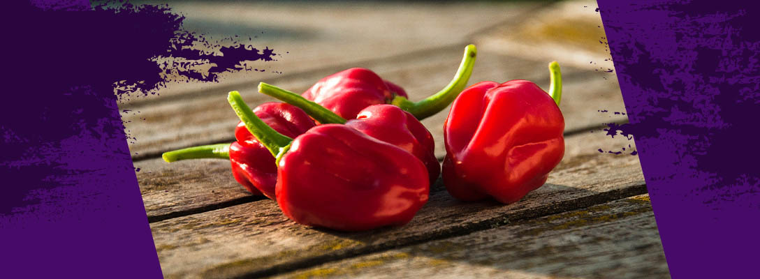 Habanero planten op een kwekerij