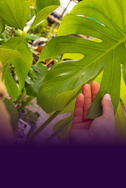 Hands caring for a young plant