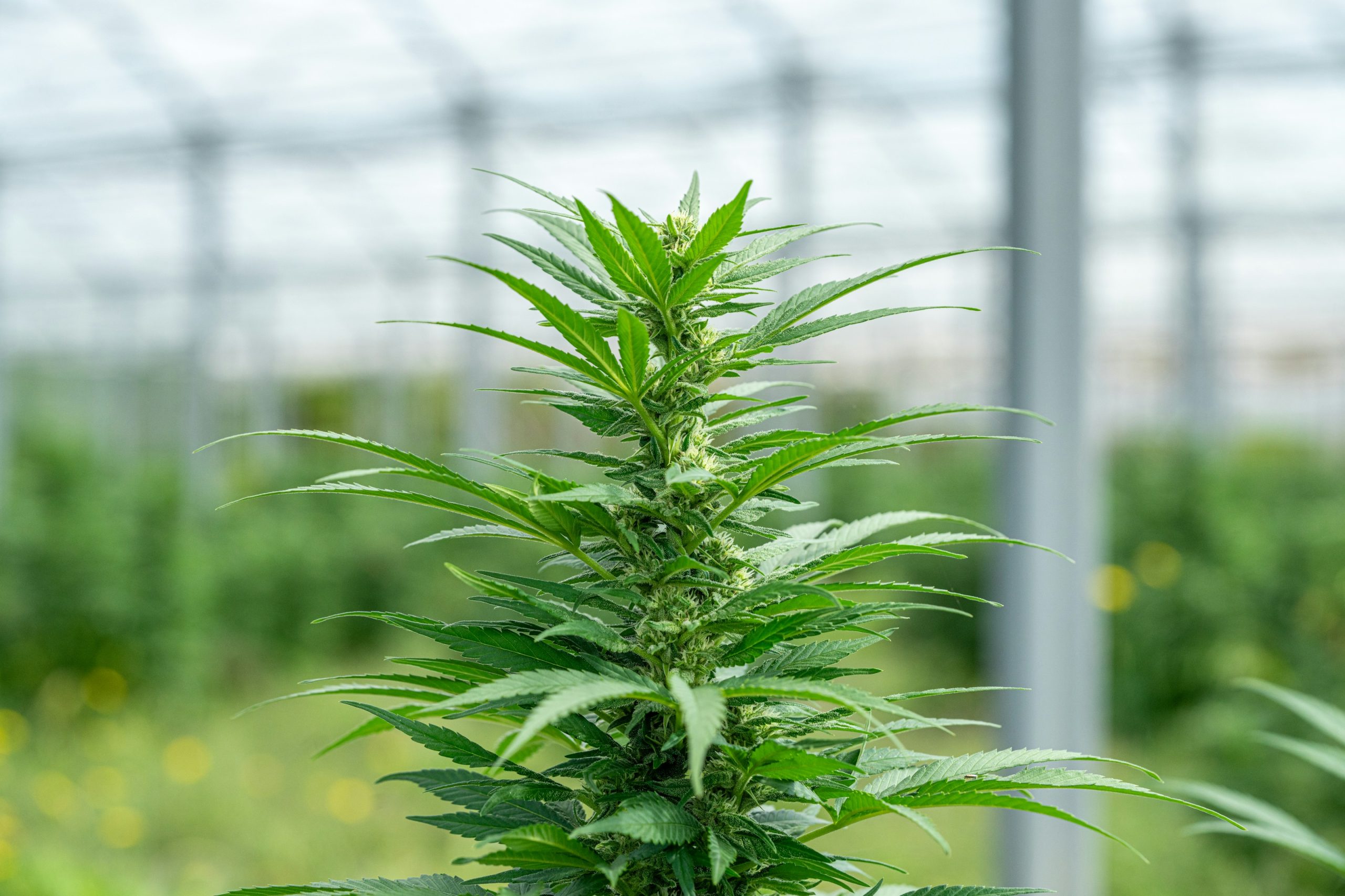 Detail van een gezonde plant in een kas